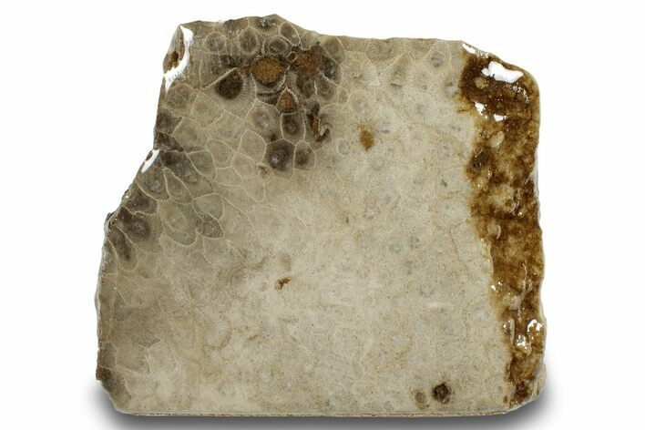 Free-Standing, Petoskey Stone (Fossil Coral) Section - Michigan #253641